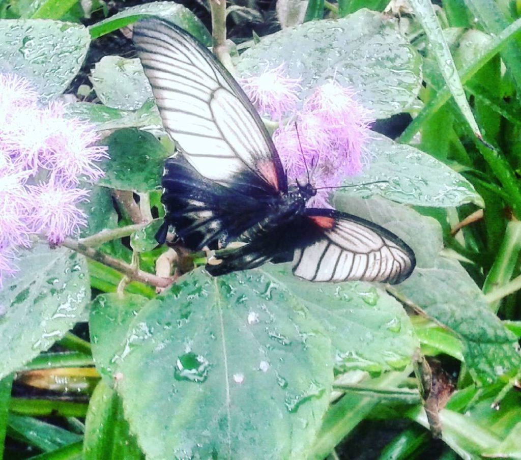 Il Giardino delle Farfalle 
