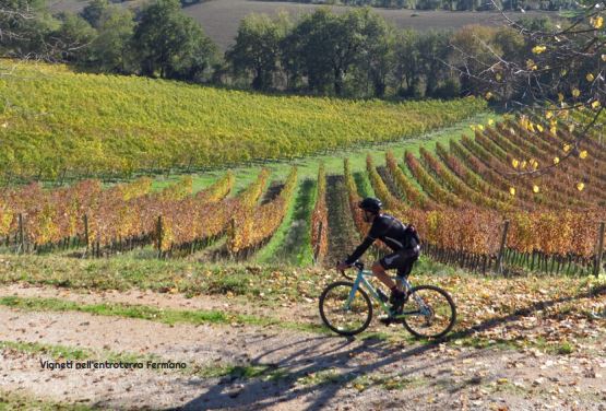 ciclista tra i filari delle vigne della campagna dela provincia di Fermo