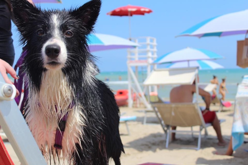 spiaggia Islamorada dog friendly con cane in primo piano 