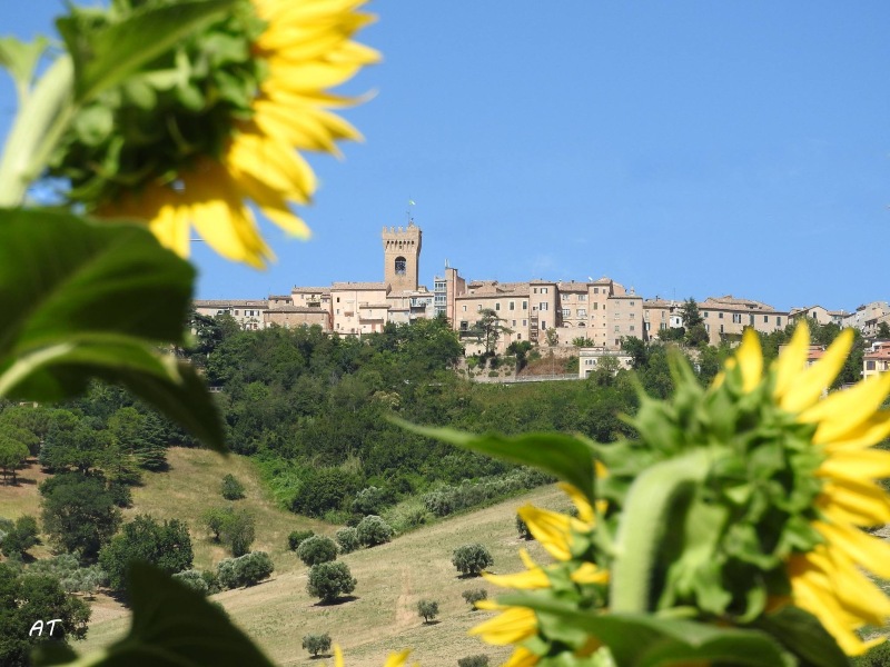 Recanti e girasoli in primo piano